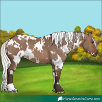 Horse Color:White Spotted Silver Brown Dun 
