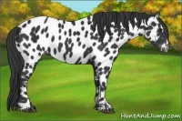 Horse Color:Black Sabino Near Leopard