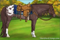 Horse Color:Chocolate Black Appaloosa Rabicano 