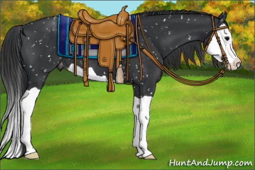 Horse Color:Black Splash Appaloosa 