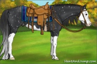 Horse Color:Black Splash Appaloosa 