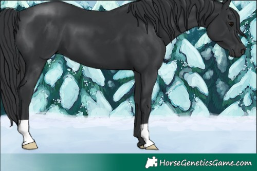 Horse Color:Black 