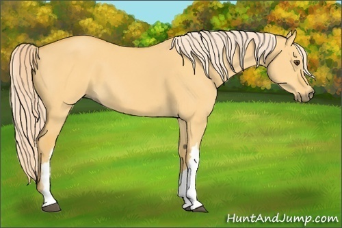 Horse Color:Palomino Dun 