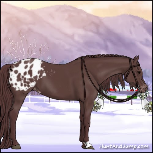 Horse Color:Chocolate Black Appaloosa 