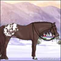 Horse Color:Chocolate Black Appaloosa