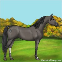 Horse Color:Grullo