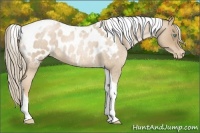 Horse Color:Chocolate Palomino Roan Pearl Tobiano Near Leopard 