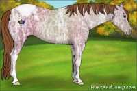 Horse Color:ERROR: UNKNOWN ANOMALY