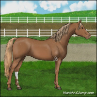 Horse Color:Chestnut Appaloosa 