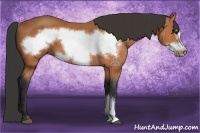 Horse Color:Bay Frame 