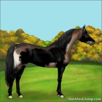 Horse Color:Void Brown Onyx Sabino Splash Frame 