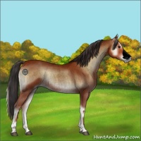 Horse Color:Void Brown Roan Onyx 