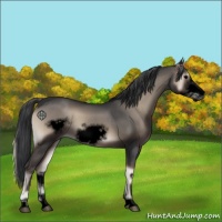 Horse Color:Void Blue Onyx Sabino Frame