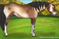 Horse Color:Brown Onyx Sabino