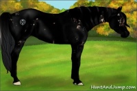 Horse Color:Void Brown Onyx Sabino 