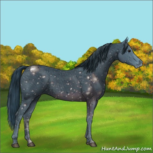 Horse Color:ERROR: UNKNOWN ANOMALY