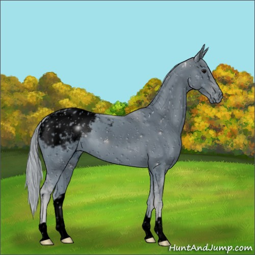 Horse Color:ERROR: UNKNOWN ANOMALY