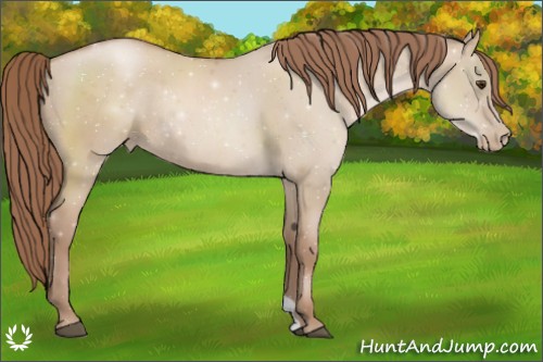 Horse Color:Chocolate Grullo Pearl Rabicano 