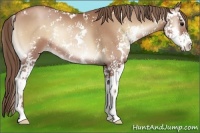 Horse Color:Blue Onyx Pearl Sabino