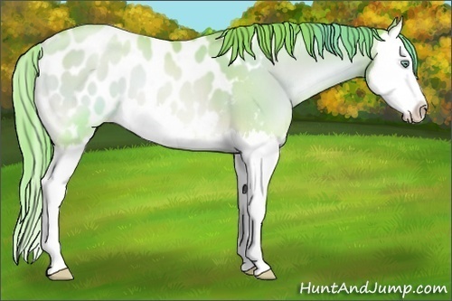 Horse Color:Watercolor Amber Champagne Pearl Onyx Splash Appaloosa 