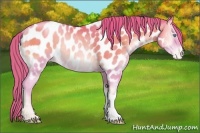 Horse Color:Watercolor Amber Champagne Pearl Onyx Near Leopard Rabicano