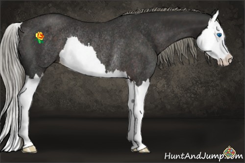 Horse Color:Liver Chestnut Splash Rabicano 