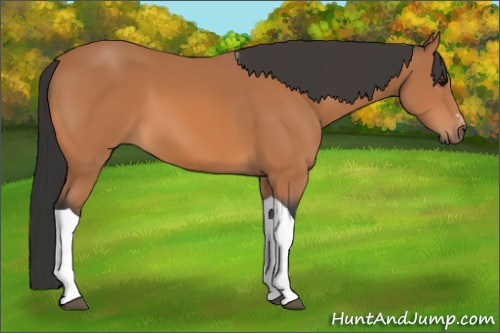 Horse Color:Bay Sabino Tobiano