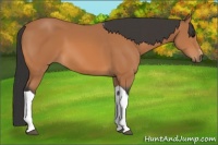 Horse Color:Bay Sabino Tobiano