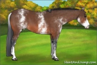 Horse Color:White Spotted Bay 