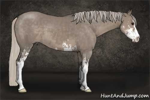 Horse Color:Silver Smoky Grullo Sabino 