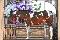 Horse Color:White Spotted Brown Tobiano 