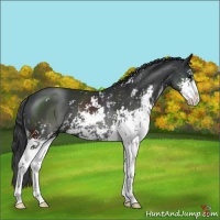 Horse Color:Black Sabino 