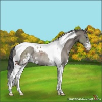 Horse Color:Grullo Sabino Tobiano Rabicano