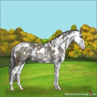 Horse Color:Grullo Sabino Rabicano