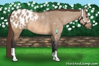 Horse Color:Bay Dun Appaloosa Rabicano 