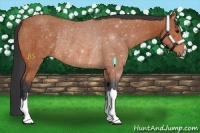 Horse Color:Bay Rabicano 