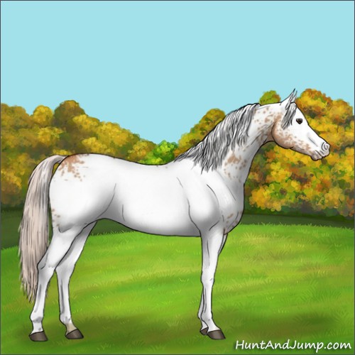 Horse Color:White Spotted Silver Bay Dun 