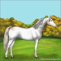 Horse Color:White Spotted Silver Bay Dun