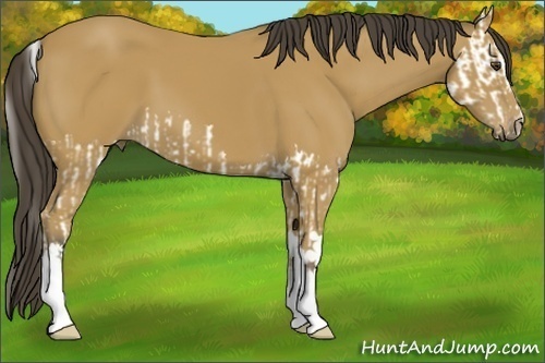 Horse Color:Buckskin Splash  and Buckskin 
