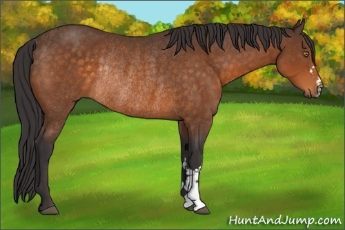 Horse Color:Buckskin Rabicano