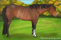 Horse Color:Buckskin Rabicano 