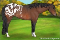 Horse Color:Bay Appaloosa Rabicano 