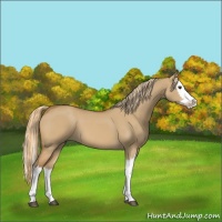 Horse Color:Red Dun Splash 