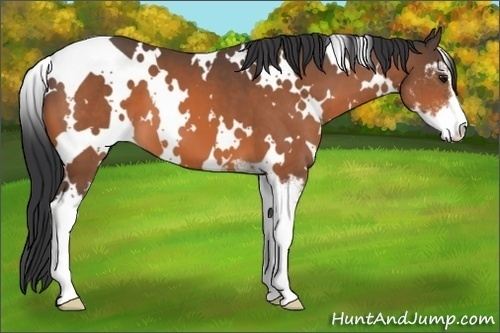 Horse Color:White Spotted Bay Sabino 