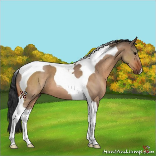 Horse Color:Bay Dun Tobiano 
