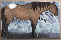 Horse Color:Brown Dun Snowcap 