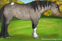 Horse Color:Brown Dun Appaloosa 