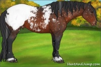 Horse Color:Brown Appaloosa