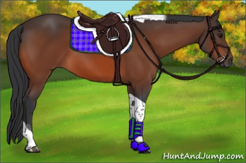 Horse Color:Bay Tobiano 