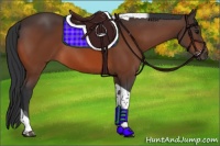 Horse Color:Bay Tobiano 